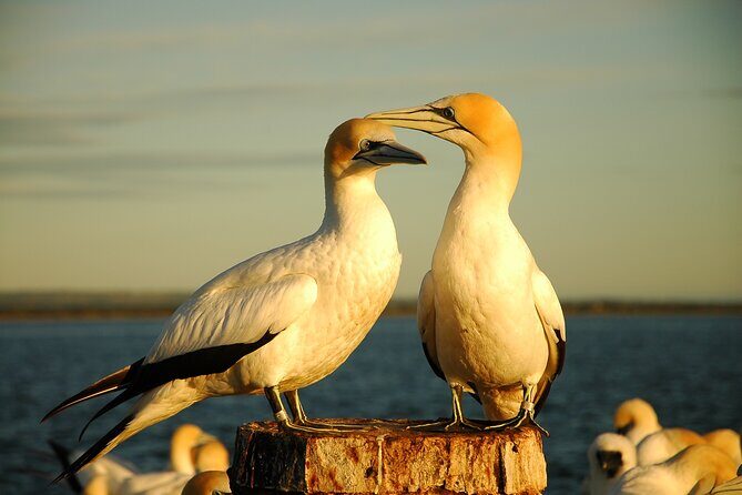 90 minute wildlife and scenic cruise - FAQs