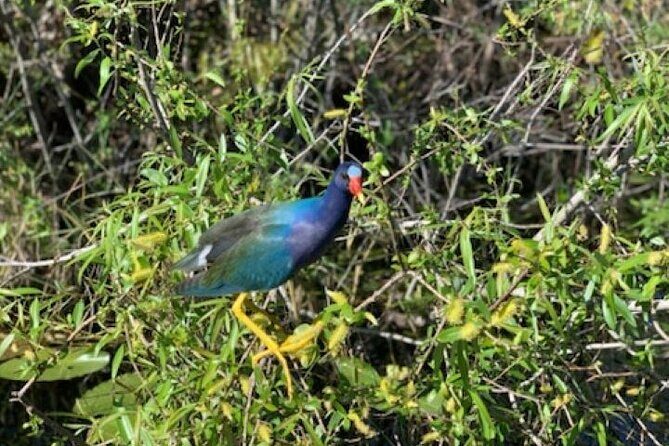 90 minutes Private Everglades Airboat Ride in Miami - Key Points