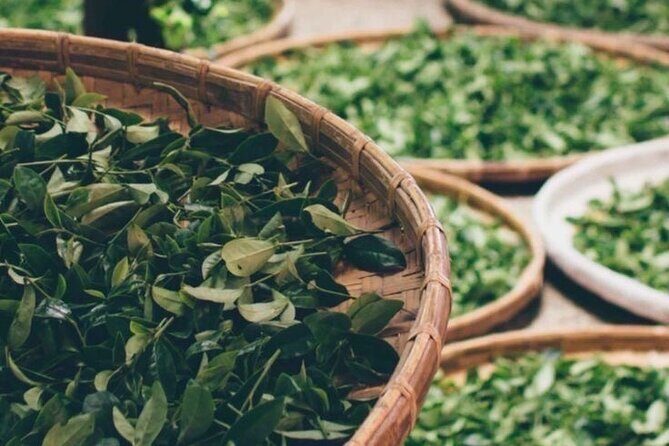 90minutes Tea Preparation and Tasting Experience in Como - The Logistics: Meeting Point and Practicalities