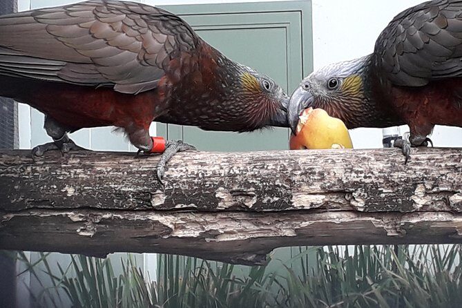 A 2 hour Small Group Dunedin City Highlights Tour - Final Thoughts