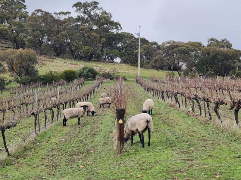 A Clare Valley Private Tour, Four Passengers: Local Pickup - Final Thoughts