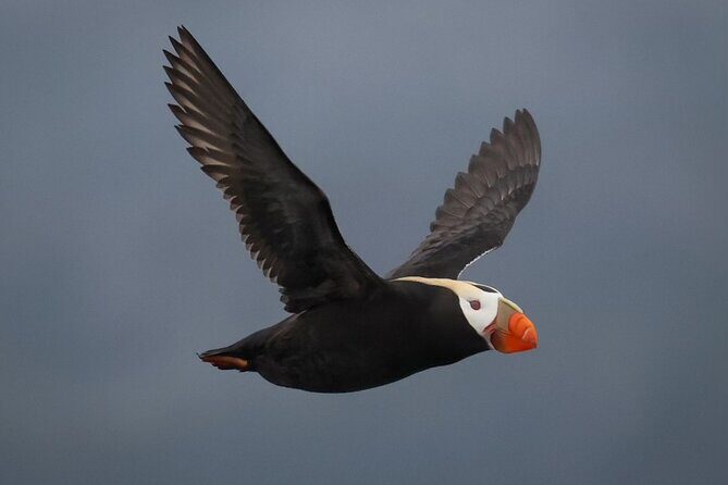 A Comfortable Sitka Whale Watching Wildlife Shore Excursion - Who Should Consider This Tour?