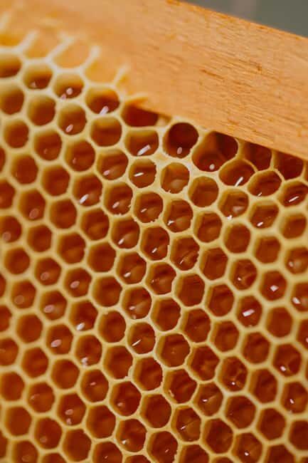 A day as a beekeeper: an adventure among mountains and nature - A Day as a Beekeeper in Marche: An Honest Look at a Nature-Filled Adventure