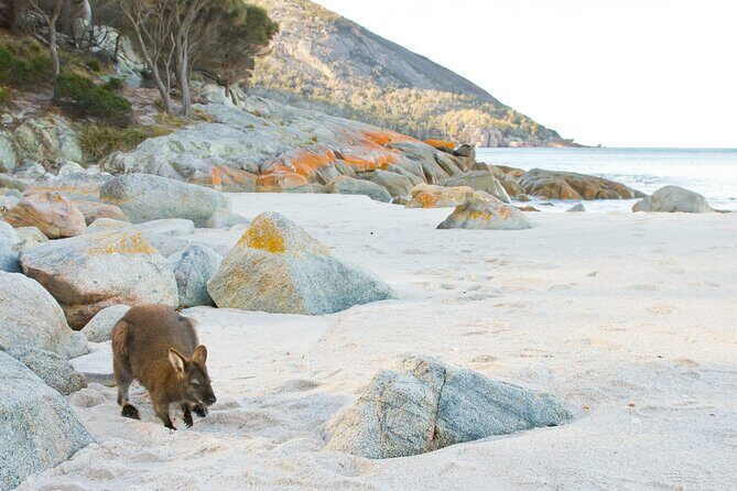 A Day At Wineglass Bay - Who Will Love This Tour?