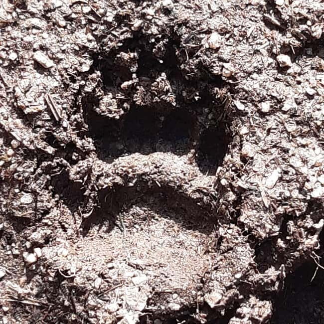 A Day Hike in Mervent Forest (Vendée) - Unpacking the Experience: What You Can Expect