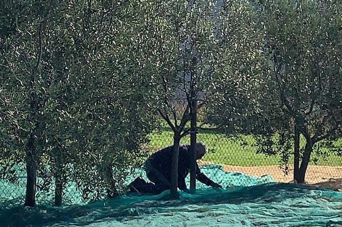 A day in Tuscany & Medieval Towns - Who Should Book This Tour?