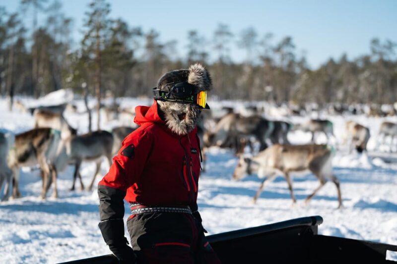 A day with reindeer herders in the wilderness - Key Points
