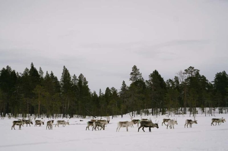 A day with reindeer herders in the wilderness - Logistics and practicalities