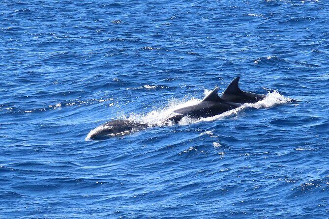 A Day's 3-Island Cruise Tour with Transfer - Who Is This Tour Best For?