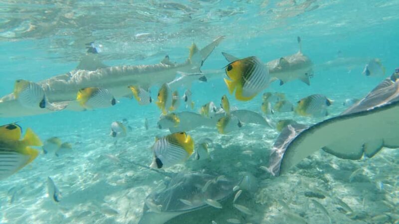 A full day to know Bora Bora with o-sea Bora Bora - FAQs