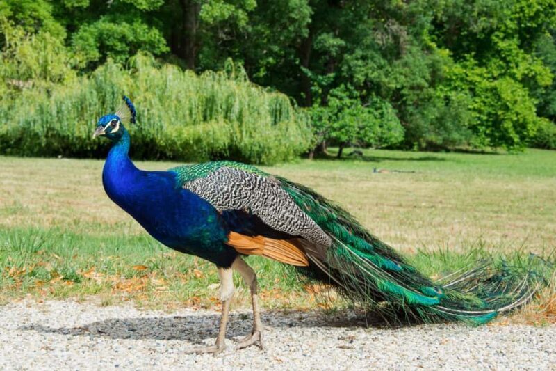 A gourmet visit to Château Citran - What to Expect at Château Citran