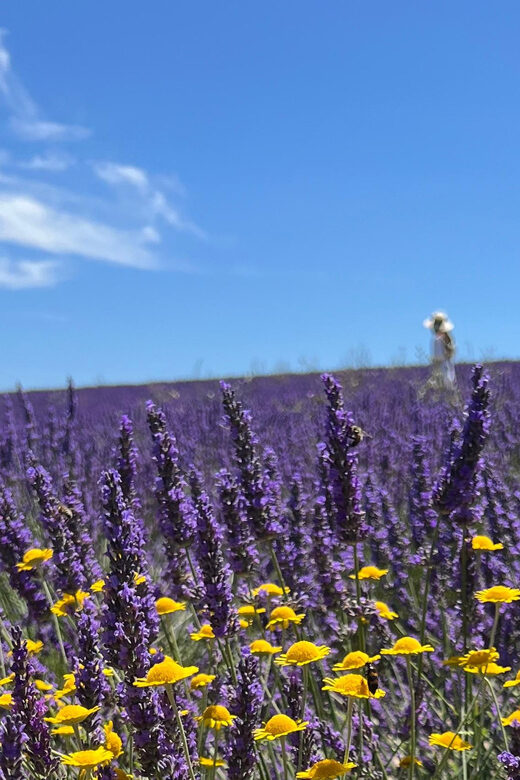 A provençal picnic at sunset in the lavender fields - Additional Practical Insights