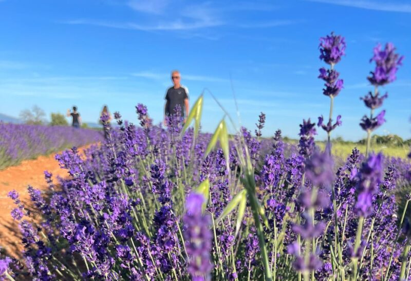 A provençal picnic at sunset in the lavender fields - Who Will Love This Experience?