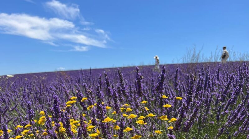 A provençal picnic at sunset in the lavender fields - The Sum Up