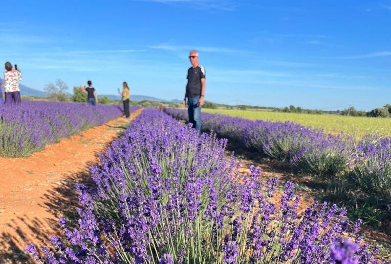 A provençal picnic at sunset in the lavender fields - FAQ