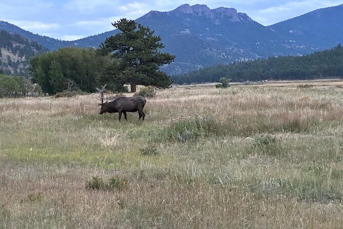 A Rutin' Good Time; Elk Tour in Rocky Mountain National Park - What to Expect from the Tour