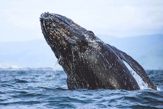 A Self-Guided Audio Tour Around Bodega Head - FAQs About the Bodega Head Self-Guided Audio Tour