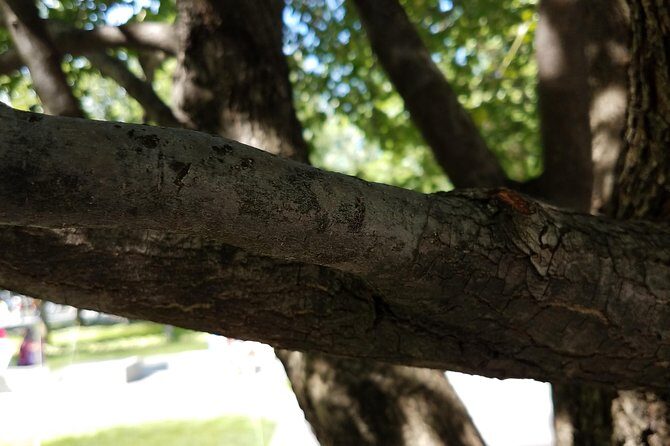 A September 11 Survivor's World Trade Center Walking Tour - FAQs