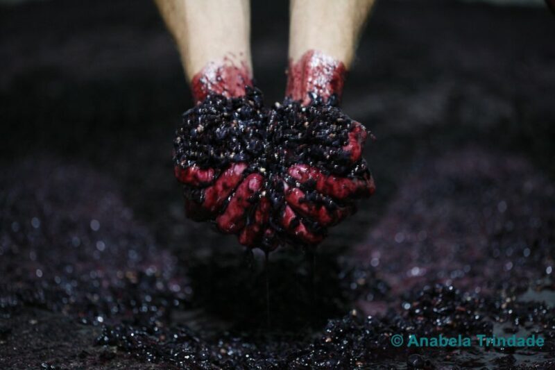 A trip through the Vinhos Verdes of the Basto Region - Who Is This Tour Best For?