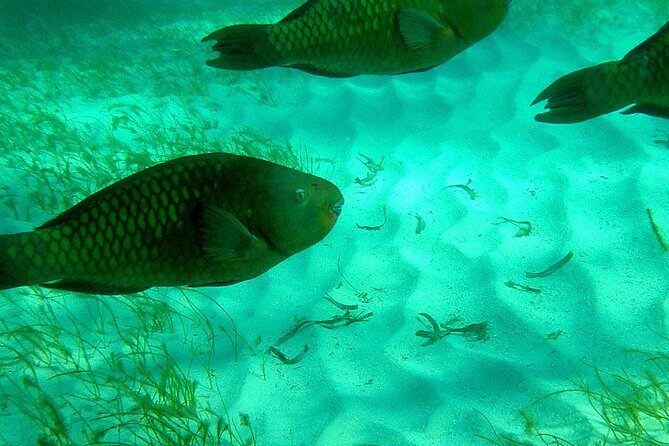 A Unique Private Snorkel Tour of Key Largo - What to Expect from This Private Snorkel Tour