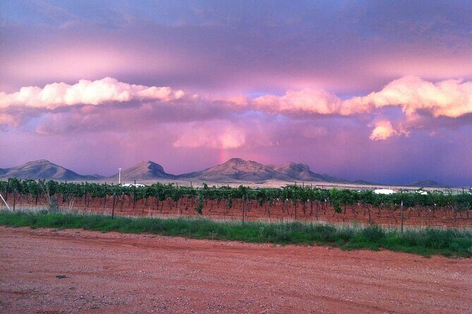 A Wine Tasting Experience in the Vineyards of the Desert - An Honest Look at the Winery Tour Experience