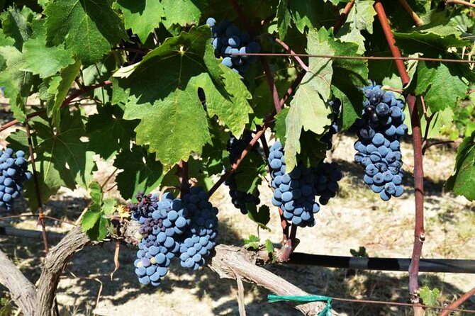 A world of wine-tasting in Nemea - Scenic Highlights and Cultural Stories