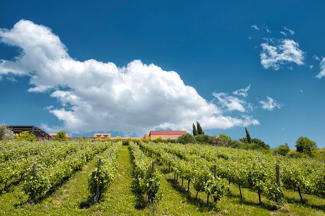 A world of wine-tasting in Nemea from Athens - FAQs