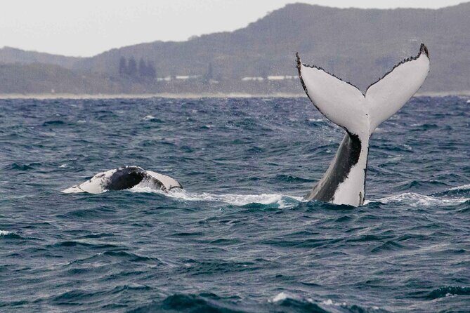AAA NOOSA Whale watching experience in Noosa Whalesongsnoosa - The Group Size and Atmosphere