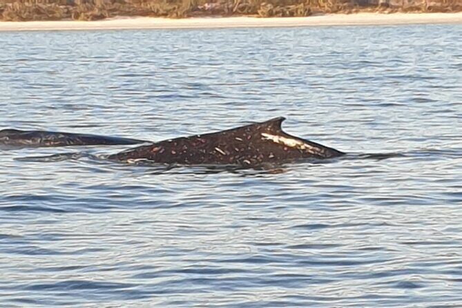 AAA NOOSA Whale watching experience in Noosa Whalesongsnoosa - Price and Value: Is It Worth It?