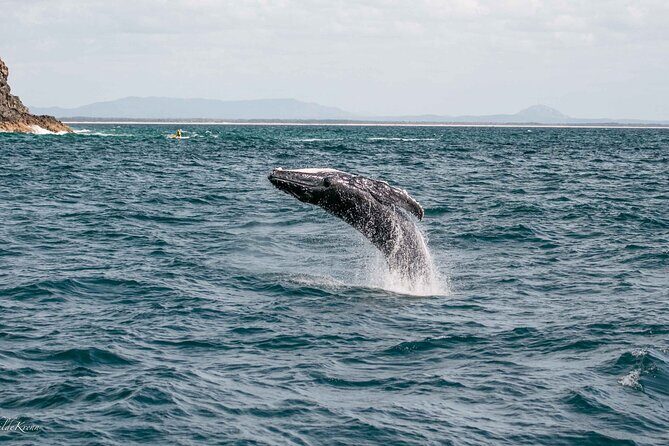 AAA NOOSA Whale watching experience in Noosa Whalesongsnoosa - Who Is This Tour Perfect For?