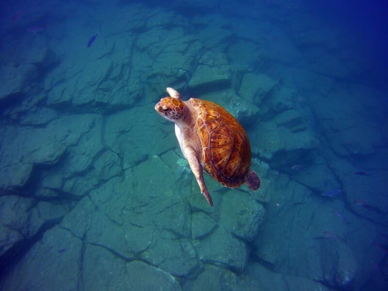 Abades: Paddle Surf and Snorkel with Turtles in a Volcanic Reef - Key Points
