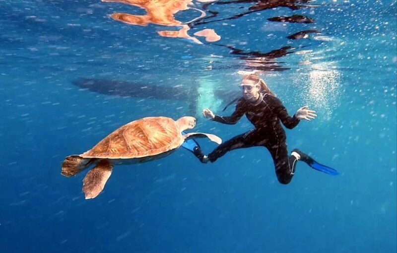 Abades: Tenerife Turtles and Rays Snorkeling Trip - What to Expect from the Tenerife Turtles and Rays Snorkeling Trip