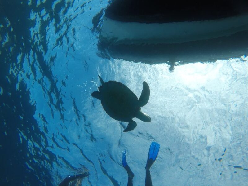 Abades: Tenerife Turtles and Rays Snorkeling Trip - Authentic Experiences from Past Travelers