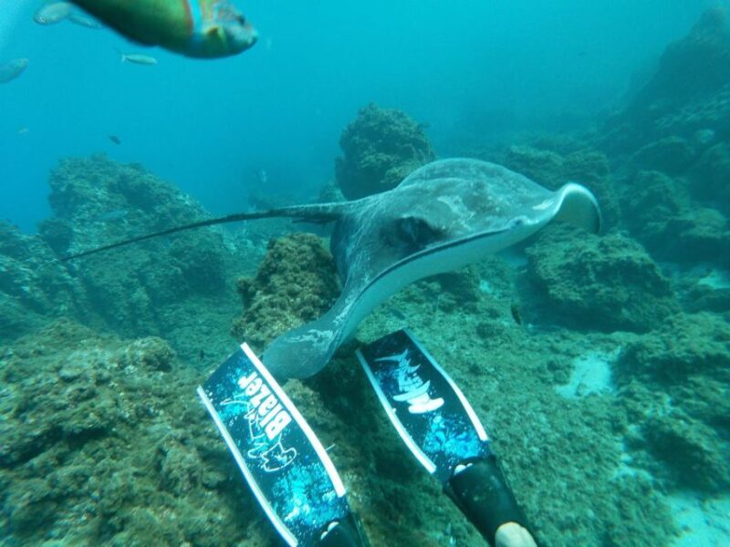 Abades: Tenerife Turtles and Rays Snorkeling Trip - Who Should Consider This Tour?