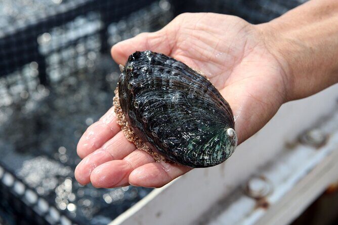 Abalone Farm Tour - What to Expect from the Abalone Farm Tour