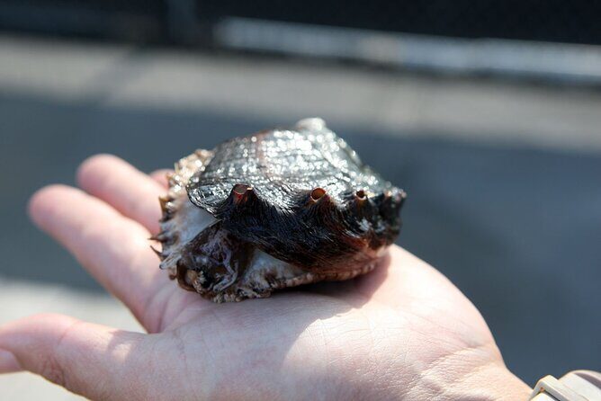 Abalone Farm Tour - The Practical Side: Pricing, Booking, and Tips