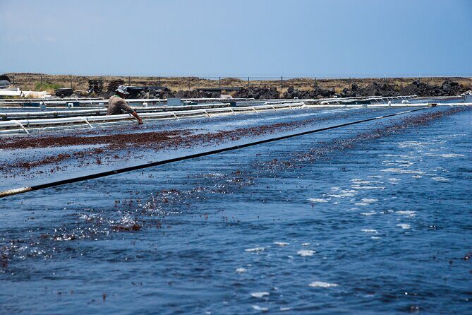 Abalone Farm Tour - The Sum Up