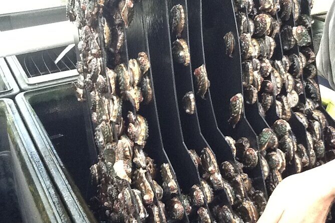 Abalone Farm Tour - FAQ