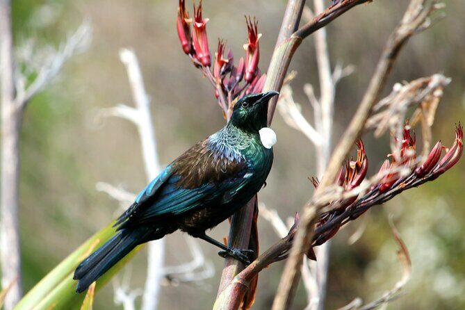 Abel Tasman Vista Cruise - FAQ