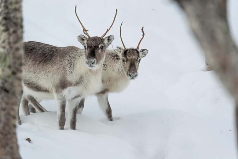 Abisko: Sámi Reindeer Experience with Snacks & Pickup - Key Points
