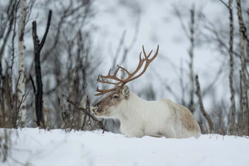 Abisko: Sámi Reindeer Experience with Snacks & Pickup - What to Expect from This Reindeer Experience