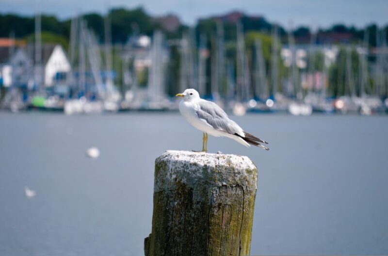 About Vikings, kings and cheeky monks (Medieval Schleswig) - What to Expect from the Tour