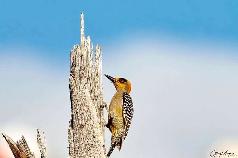 Acapulco: Early Birding Feathered Wonders with Breakfast - FAQs