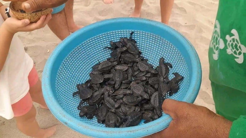 Acapulco: Turtle Release Experience - How the Tour Is Structured