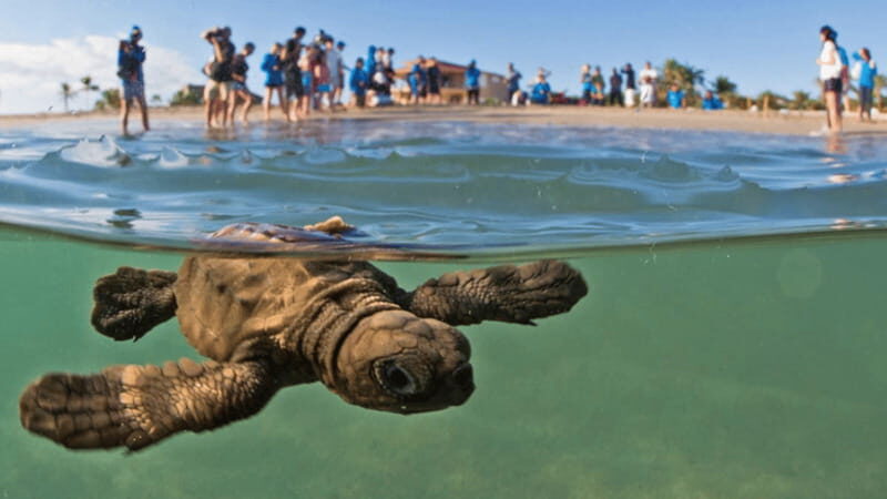 Acapulco: Turtle Release Experience - Who Should Consider This Tour?