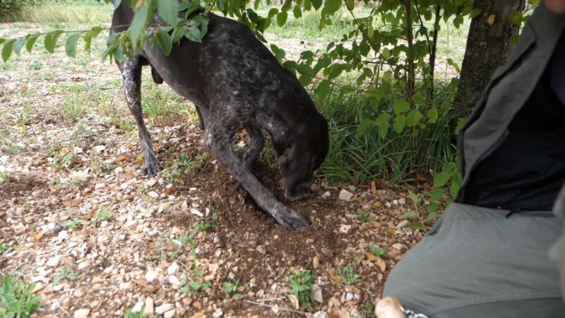 Acqualagna: Discovering the Truffle From the Forest to the Table - Discover the True Flavor of Marche with a Truffle Tour in Acqualagna