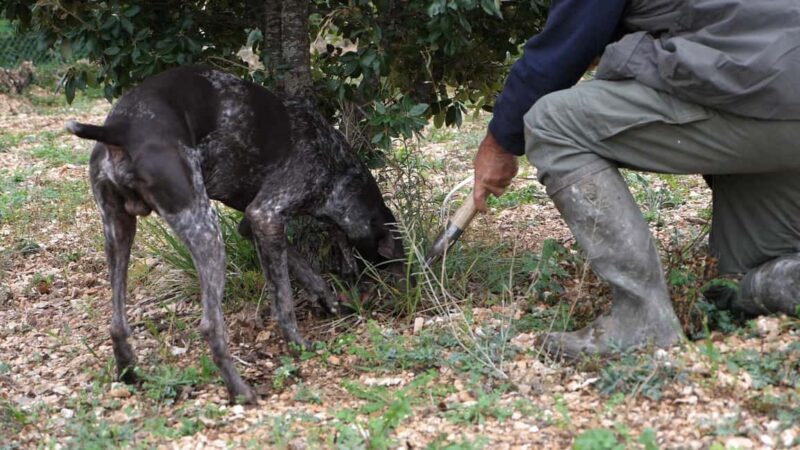 Acqualagna: Discovering the Truffle From the Forest to the Table - Key Points