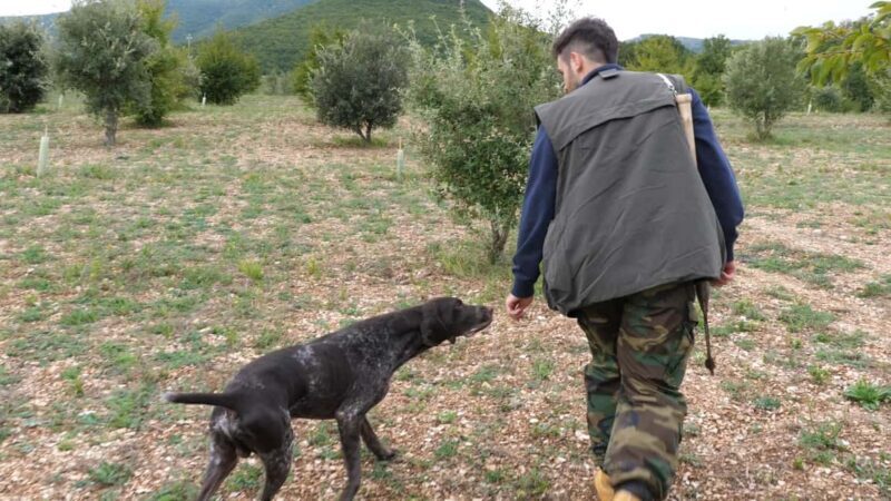 Acqualagna: Discovering the Truffle From the Forest to the Table - Who This Tour Is Best For