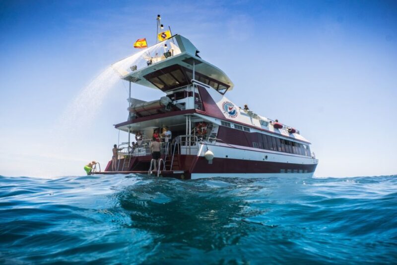 Adeje: Whale and Dolphin Watching Cruise with Lunch and Swim - Adeje: Whale and Dolphin Watching Cruise with Lunch and Swim – A Detailed Look