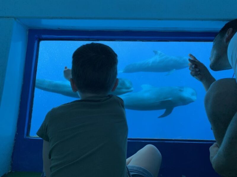 Adeje: Whale and Dolphin Watching Cruise with Lunch and Swim - Key Points